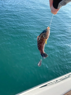 ホシササノハベラの釣果