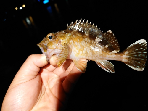 カサゴの釣果