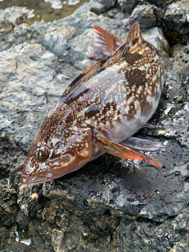 アイナメの釣果