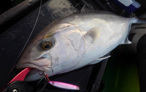 ショゴの釣果