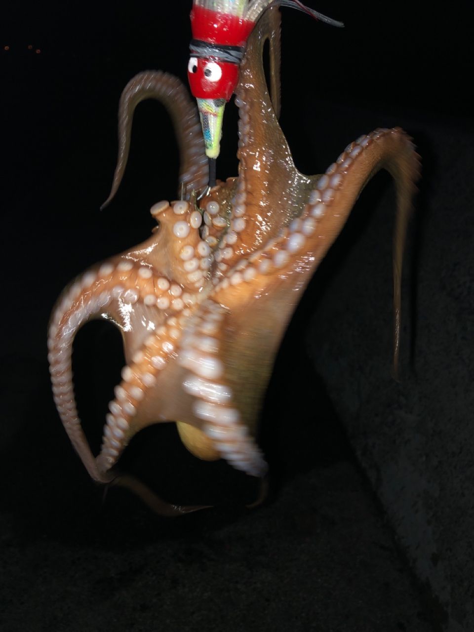 タコ