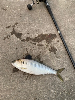 コノシロの釣果