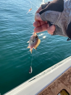 スズメダイの釣果