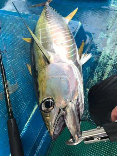 キハダマグロの釣果