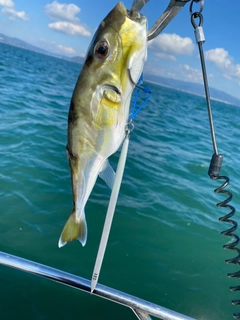 シロサバフグの釣果