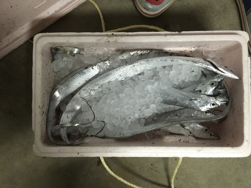 タチウオの釣果