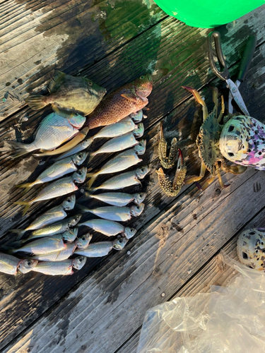 オオモンハタの釣果