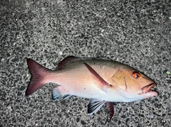 バラフエダイの釣果