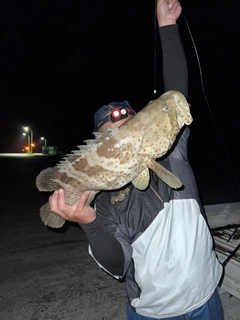 チャイロマルハタの釣果