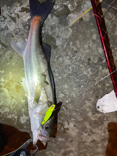 シーバスの釣果