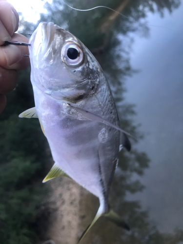 メッキの釣果