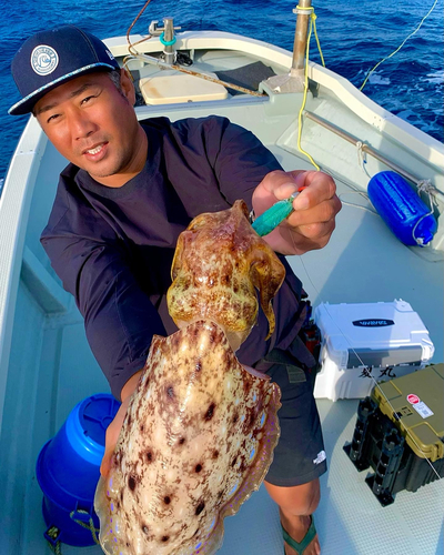 コウイカの釣果