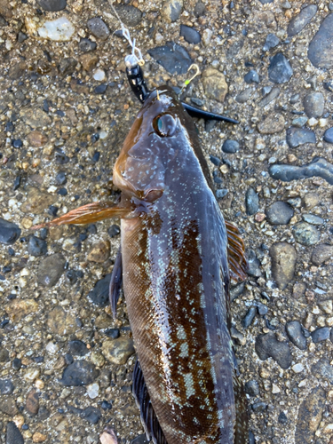 アイナメの釣果