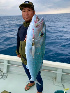 アオチビキの釣果