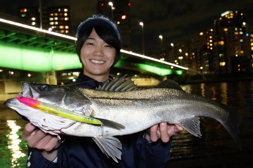 シーバスの釣果