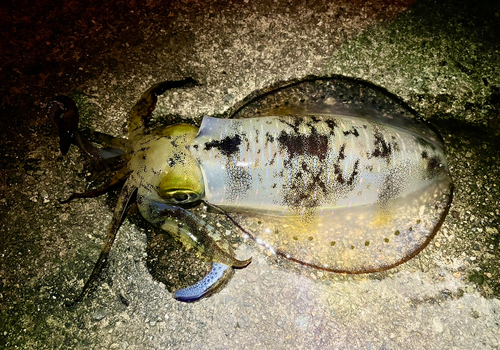 アオリイカの釣果