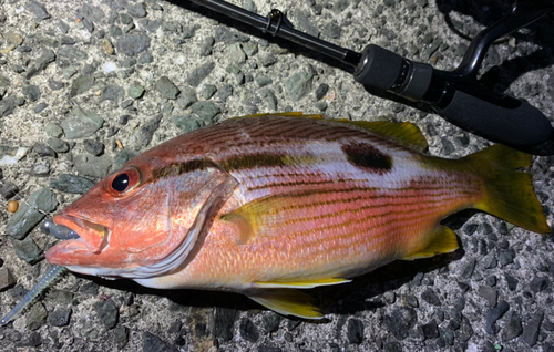 ヨコスジフエダイの釣果