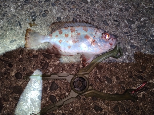 ゴマヒレキントキの釣果