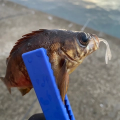 アカメバルの釣果