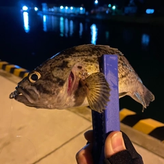 クロソイの釣果