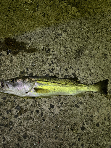 スズキの釣果