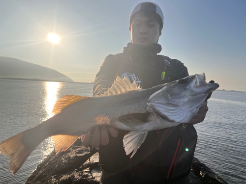 スズキの釣果