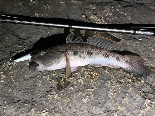 ウロハゼの釣果