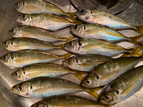 アジの釣果