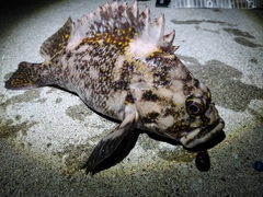 オウゴンムラソイの釣果