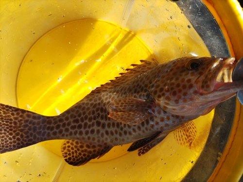 オオモンハタの釣果