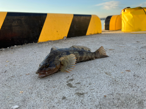 アイナメの釣果