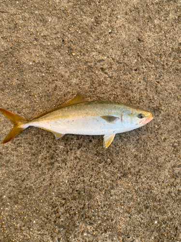 ハマチの釣果