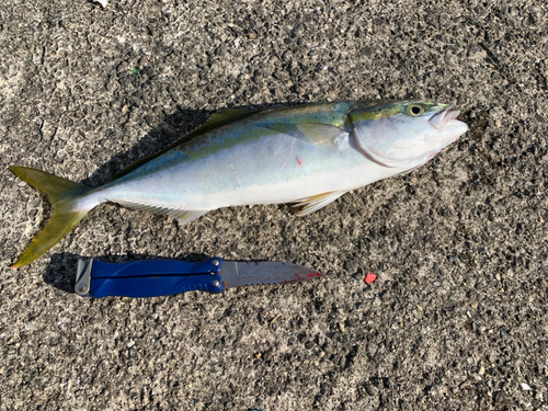 ツバスの釣果