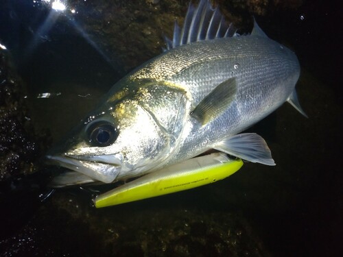 シーバスの釣果