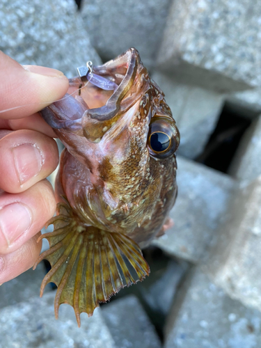 アラカブの釣果