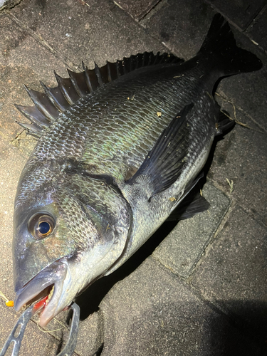 クロダイの釣果