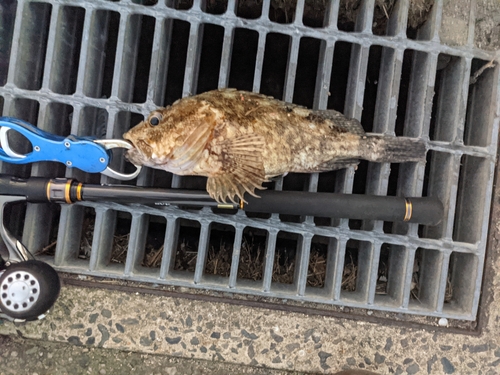 アラカブの釣果