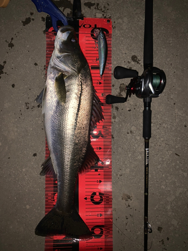 シーバスの釣果