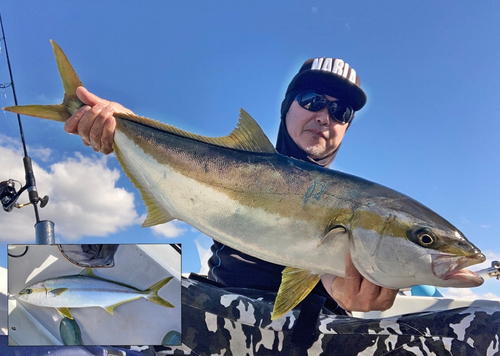 ヒラマサの釣果