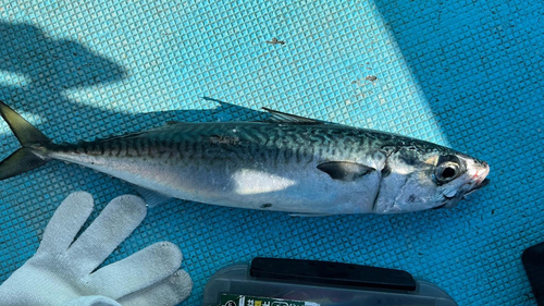 サバの釣果