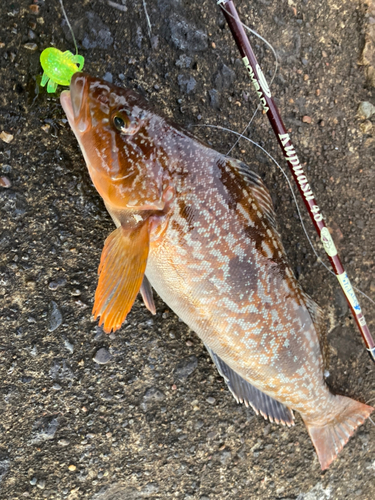 アイナメの釣果