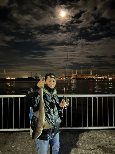 ホシザメの釣果