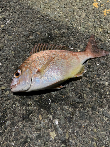 タイの釣果