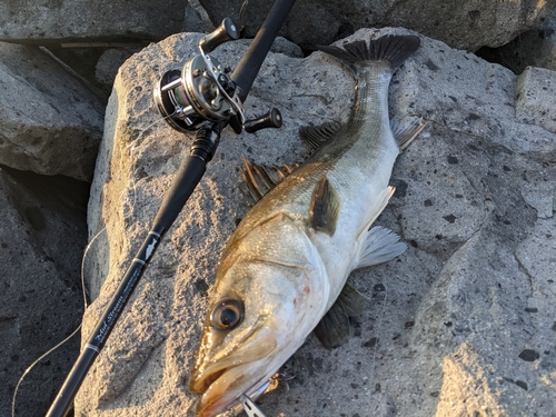 セイゴ（マルスズキ）の釣果