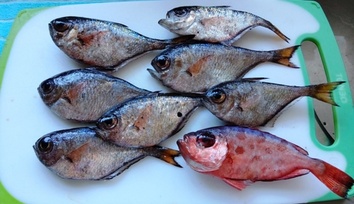 ゴマヒレキントキの釣果