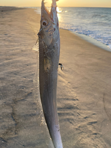 タチウオの釣果