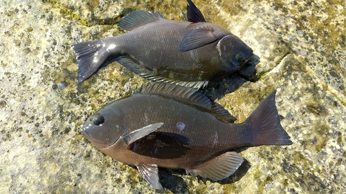 メジナの釣果