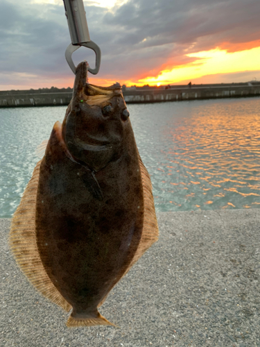 ヒラメの釣果