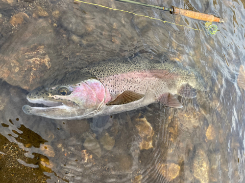 ニジマスの釣果