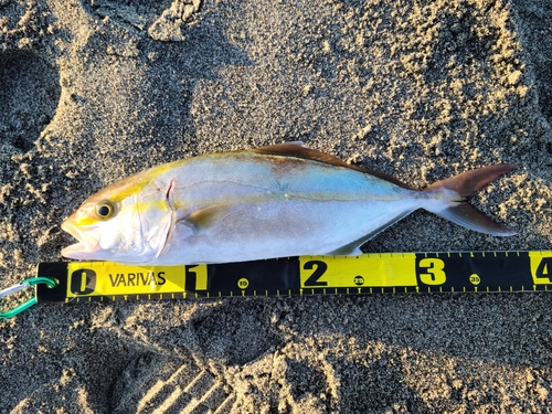 ショゴの釣果